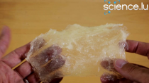 Thumbnail for Make bioplastic by yourself! | ScienceLuxembourg
