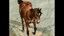 Thumbnail for Horses