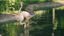 Thumbnail for Flamingos