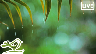 Thumbnail for Relaxing Piano Music & Rain Sounds 24/7 | Soothing Relaxation