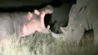 Thumbnail for Hippo fucks around with a few rhinos.