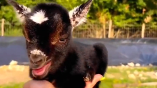 Thumbnail for M'eeeeeeeeh! (baby goat sounds)