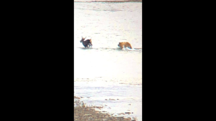 Thumbnail for Grizzly Bear Kills Caribou RAW footage *no annoying music | BigHunterification