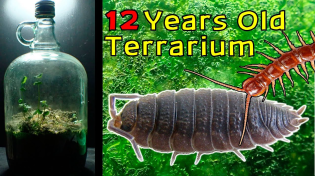 Thumbnail for 12 Year Old Terrarium - Life Inside a closed jar, Over a decade in isolation | Jartopia
