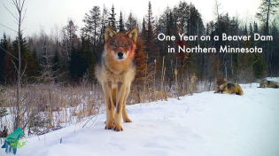 Thumbnail for One year on a beaver pond in northern Minnesota | Voyageurs Wolf Project