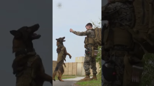 Thumbnail for Military Working Dogs: Amazing Canines | Conflict Zone