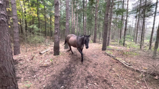 Thumbnail for Horse kicks tree, farts on dogs then runs away. | Yukon