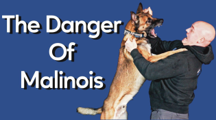 Thumbnail for Most Dangerous Thing About Owning Malinois | Modern Malinois