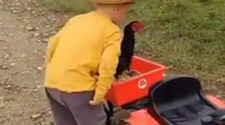 Thumbnail for Young Cowboy Rounds Up Runaway Chicken