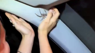 Thumbnail for Spider encounter - Australia 