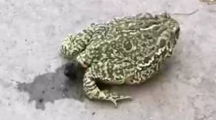 Thumbnail for frog shitting looks like catshit LMAO