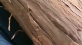 Thumbnail for A 100lbs Japanese lumberjack 