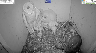 Thumbnail for Must watch the dramatic ending.Wild pigeon lays egg in active barn owl next to 7barn owl nestlings. | Charter Group Birdcams ציפורים אונליין קבוצת צ'רטר