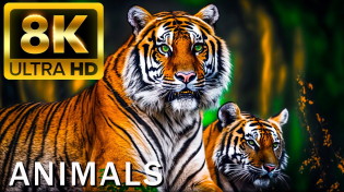 Thumbnail for TOP 50 BEAUTIFUL ANIMALS - 4K HDR 120fps Dolby Vision with Animal Sounds (Colorfully Dynamic) | 8K Scenic Relaxation