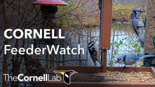 Thumbnail for Live Birds In 4K! Cornell Lab FeederWatch Cam at Sapsucker Woods | Cornell Lab Bird Cams